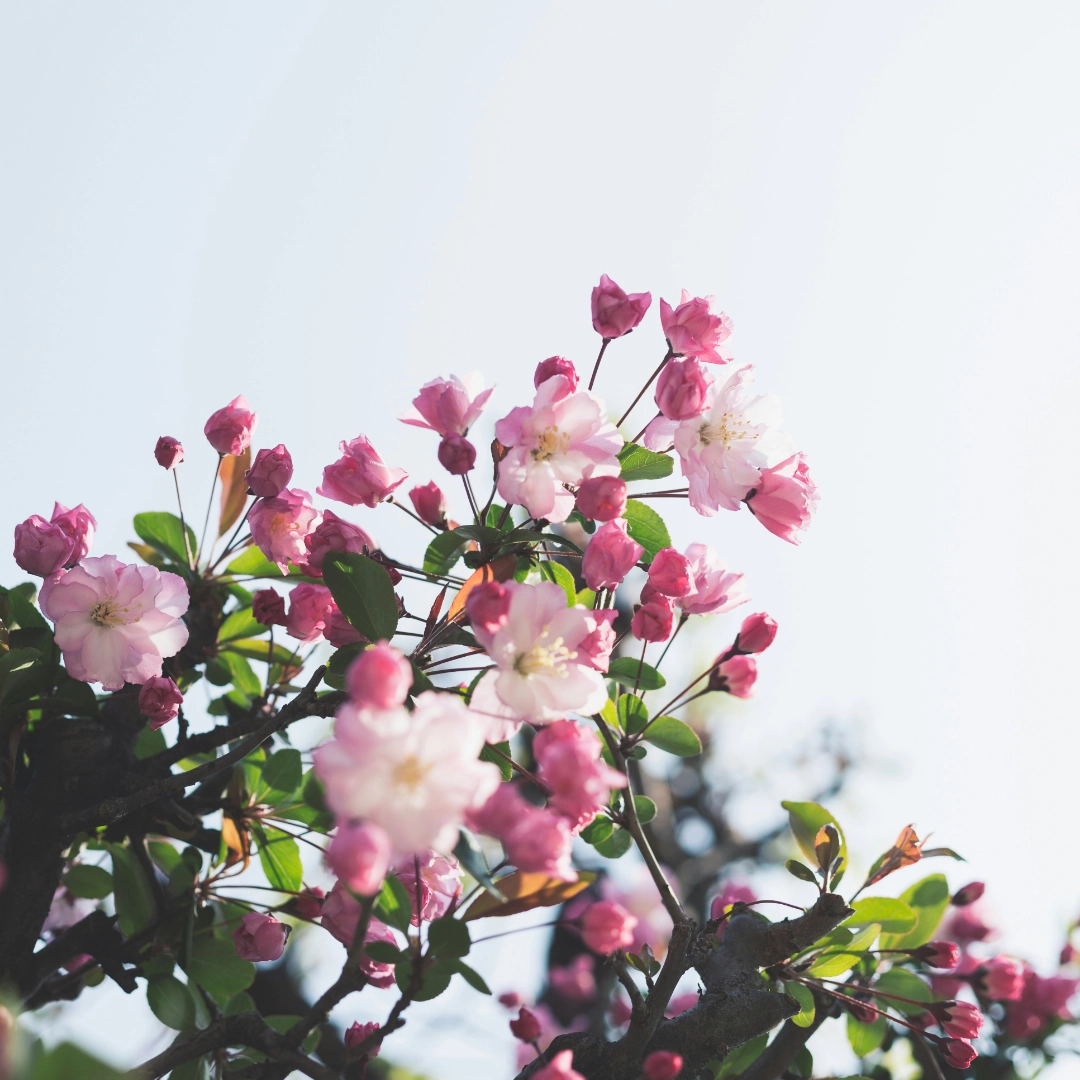 Bach Flower Remedy Consultations